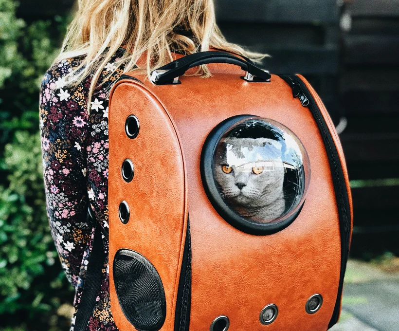 un chat dans une valise pour illustrer le mouvement pour porifera
