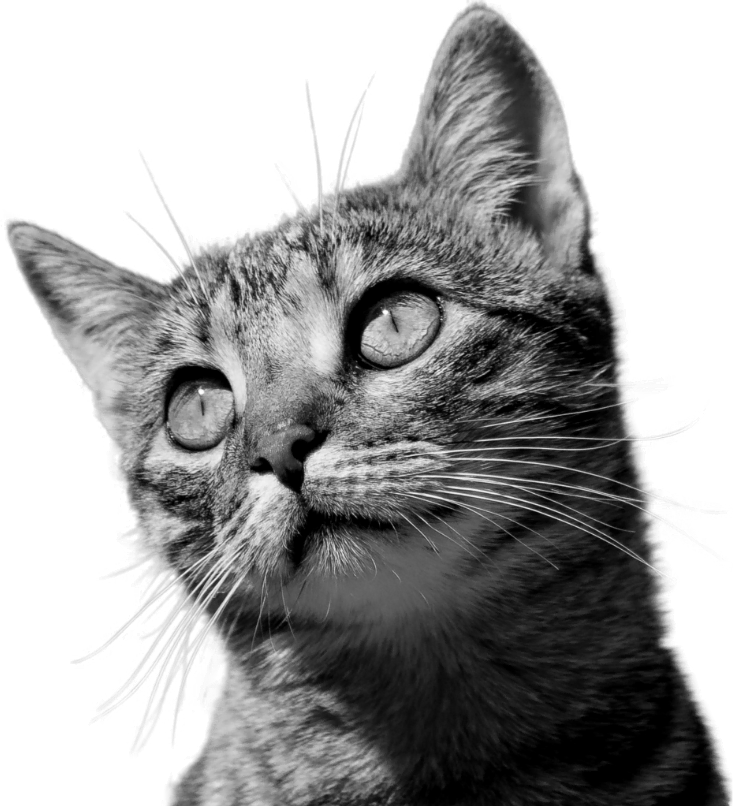 chat en noir et blanc pour illustrer la collecte de dons sur la page de contact