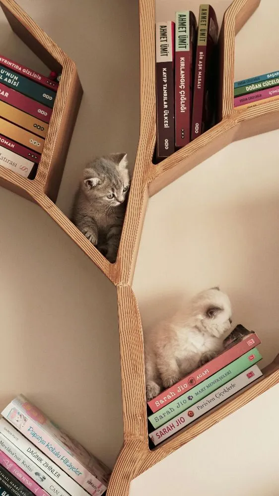 chatons dans une bibliothèque illustrant la page d'accueil